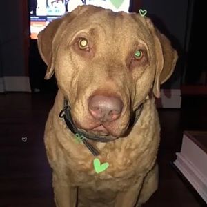 Meet your Posher, Gianna